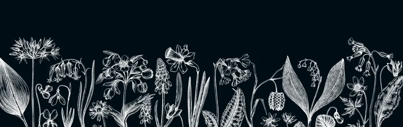 Horizontal vintage banner with wildflowers sketches. Floral backdrop on chalkboard. Delicate contoured blooming flowers and leaves border. Spring woodland or garden botanical vector background Illustration